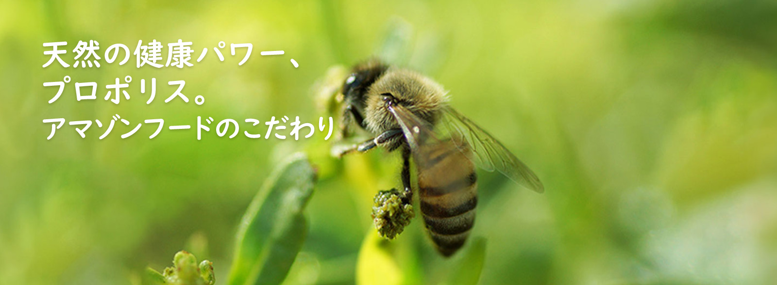 天然の健康パワー「プロポリス」—アマゾンフードのこだわり